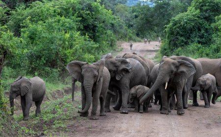 Parike y'Akagera yaje ku rutonde rw'ahantu heza ho gusura