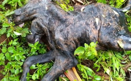 Gatsibo: Havutse inka ifite imitwe ibiri n’amaso n’amatwi ane