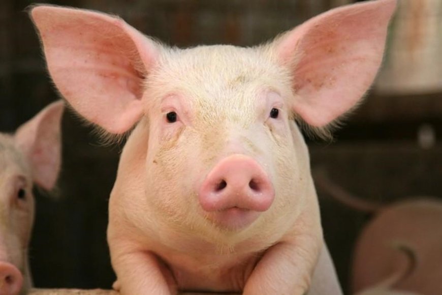 Yatanze ubuhamya  bw'ukuntu yategetswe  kugaburira Ingurube abagore babiri b’abirabura