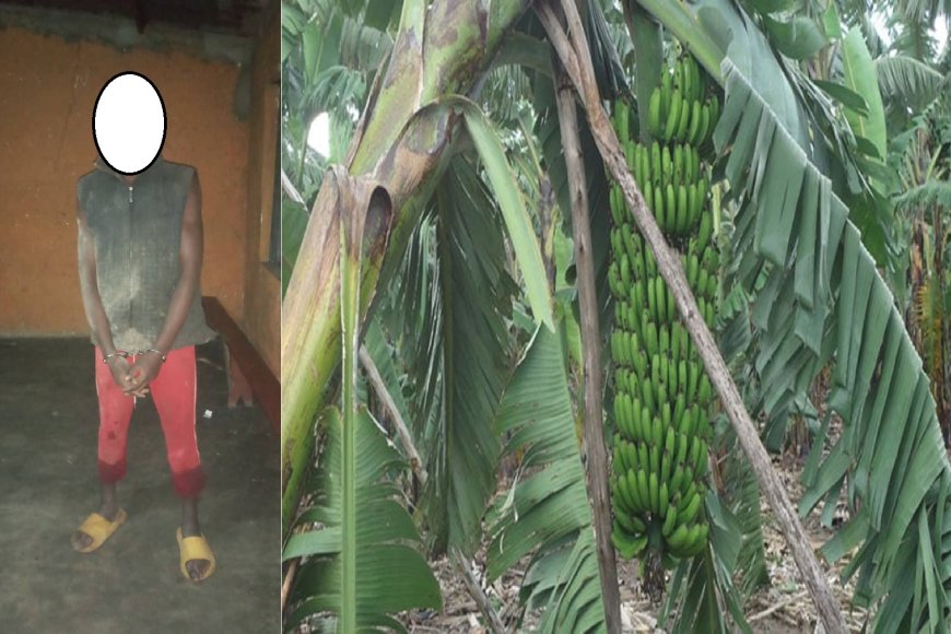 Rubavu: Afuzwe akekwaho  kwicisha umugore w’umuturanyi amukubise umutego w’igitoki