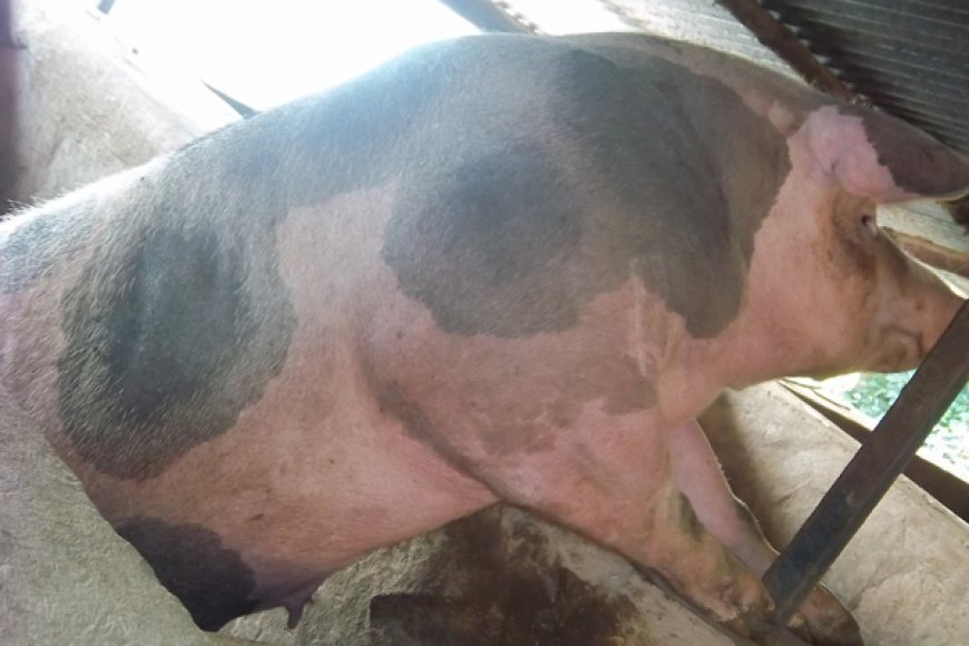 Ngoma: Ingurube yariye uruhinja, nayo iricwa