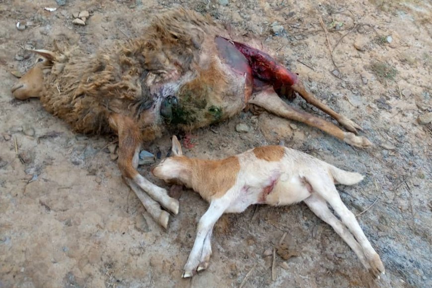 Rutsiro: Aratabaza nyuma y’aho imbwa zavuye muri pariki zimuririye intama