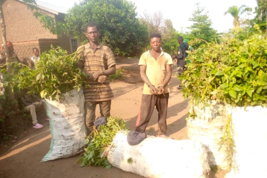 Rusizi: Babiri funzwe bazira kwahira imboga za Mudugudu ngo bazishyire Inka