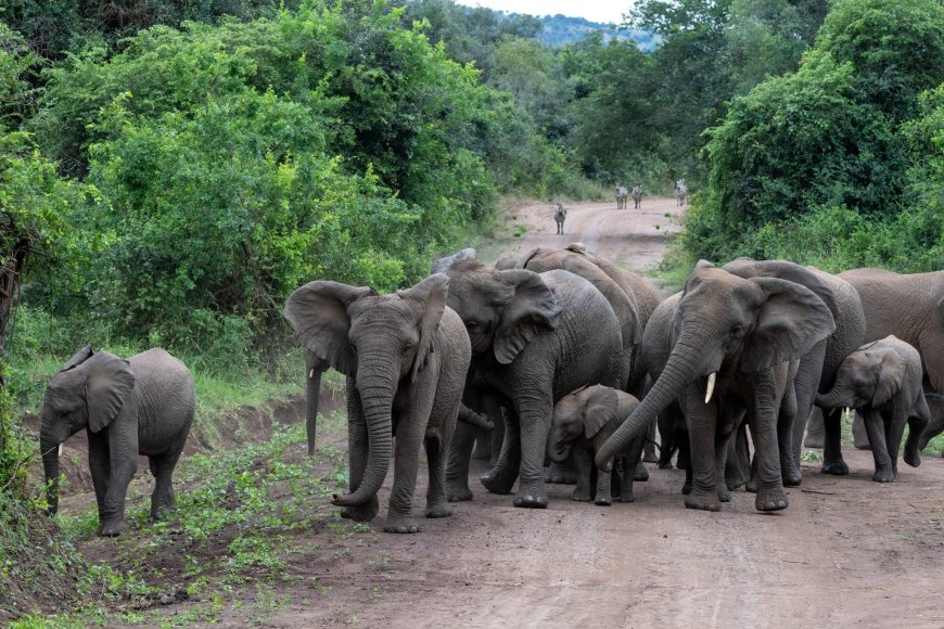 Parike y'Akagera yaje ku rutonde rw'ahantu heza ho gusura