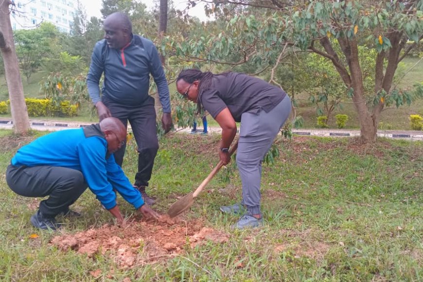 Muhima: Urubyiruko rwitabiriye umuganda wo gutera ibiti ari rwinshi birubana bike