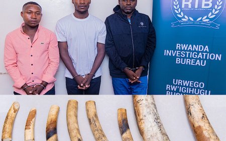 RIB yafashe abagabo batatu bakekwaho ubucuruzi bw’amahembe y’inzovu