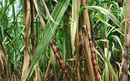 Lugazi: Umugabo yasanzwe mu murima w'Ibisheke yapfuye