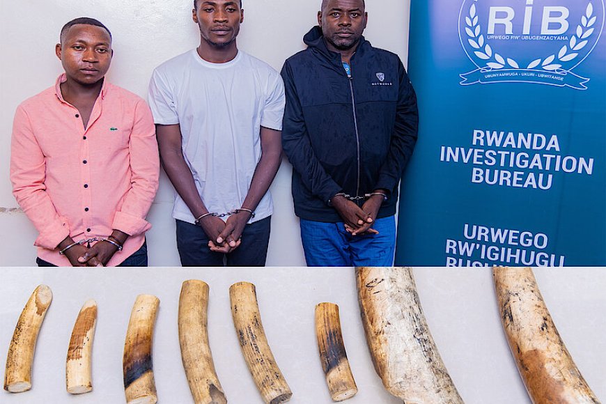 RIB yafashe abagabo batatu bakekwaho ubucuruzi bw’amahembe y’inzovu