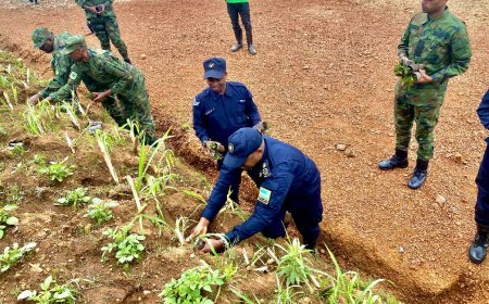 Gakenke: Inzego z’umutekano zateye ibiti 2000 bivangwa n’imyaka