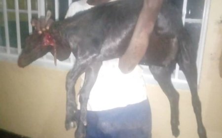 Karongi: Yatawe muri yombi amaze kubaga ihene yari yibye