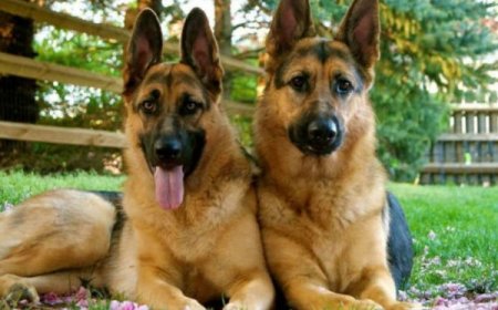 Ngoma: Babangamiwe n'imbwa zirya umuhisi n'umugenzi ba nyirazo ntibamenyekane