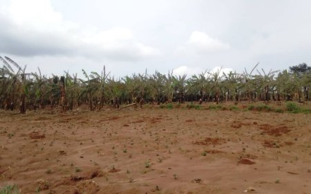 Kirehe: Abibasiwe n'ibiza barataka inzara