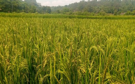 Huye: Aho yari yiteze gusarura ibiro 800 by’umuceri na 200 ntibizavamo