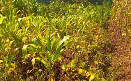 Nyamasheke: Nta cyizere cyo gusarura kubera izuba ryangije imyaka yabo