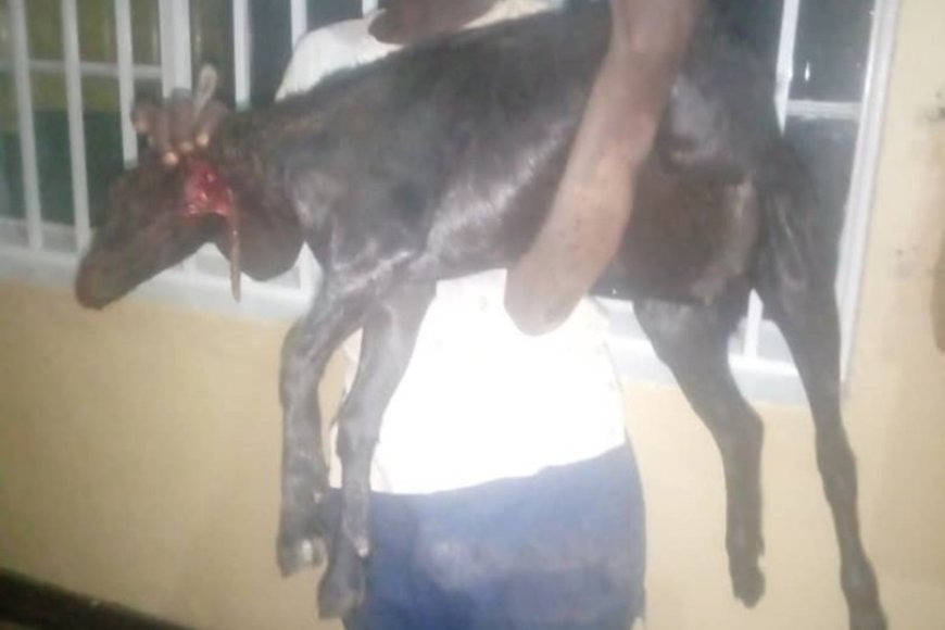 Karongi: Yatawe muri yombi amaze kubaga ihene yari yibye