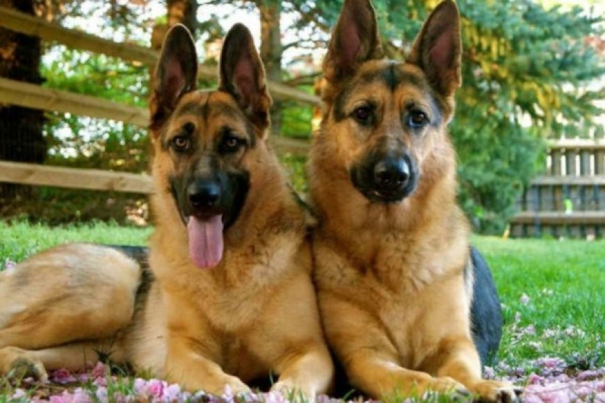 Ngoma: Babangamiwe n'imbwa zirya umuhisi n'umugenzi ba nyirazo ntibamenyekane