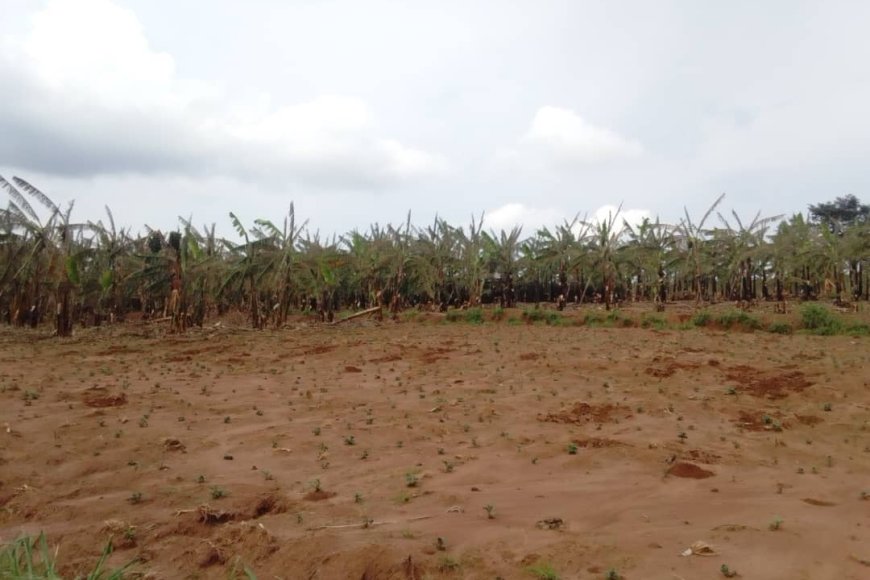 Kirehe: Abibasiwe n'ibiza barataka inzara