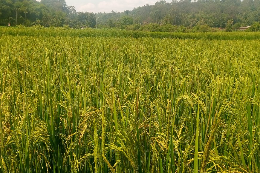 Huye: Aho yari yiteze gusarura ibiro 800 by’umuceri na 200 ntibizavamo