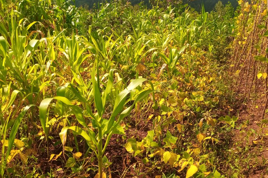 Nyamasheke: Nta cyizere cyo gusarura kubera izuba ryangije imyaka yabo