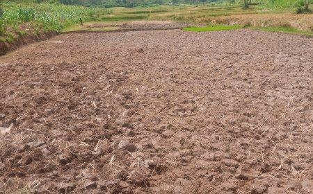 Huye: Nyuma y’igihombo cyo mu 2025, abahinzi bo mu Rwabuye bafashe ingamba nshya za 2026A