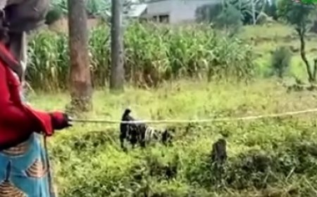 Burera: Bahangayikishijwe n'abajura  biba amatungo ku manywa y'ihangu