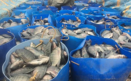 Umusaruro w’amafi warenze toni ibihumbi 52 mu 2025