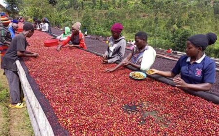 Ikawa y’u Rwanda yinjije arenga miliyari 200 Frw mu 2025