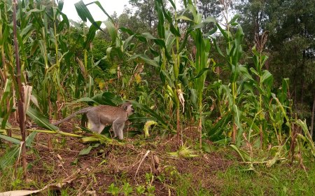 Huye: Inkende zimaze imyaka y'abaturage