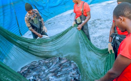 Ngoma: Imishinga ikorerwa ku kiyaga cya Mugesera yatangiye guhindura imibereho y'abaturage