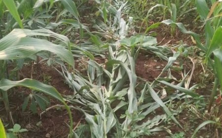 Nyamasheke: Baranduye ibigori bya Mudugudu babikoramo umusaraba