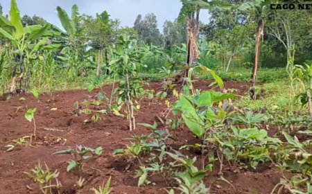 Nyamasheke: Aratabaza nyuma yo guterwa ubwoba akamburwa umurima we