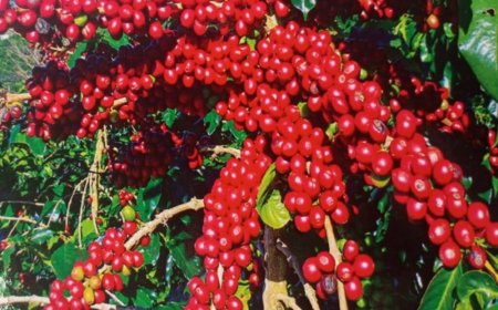 Igiciro cy’ikawa cyageze kuri 750 Frw ku kilo