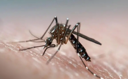 Rwanda: Malaria yibasiye abarenga ibihumbi 440 mu 2025