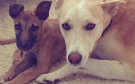 Gicumbi: Abaturage babangamiwe n’imbwa zizerera mu mihanda zibatesha akazi