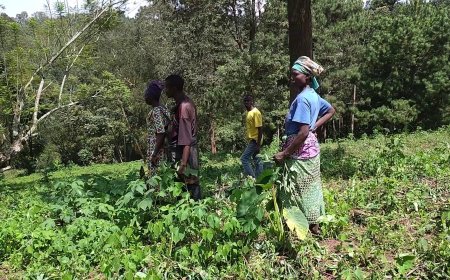 UR Huye: Kaminuza y’u Rwanda yasobanuye impamvu yaranduye imyaka y’abaturage