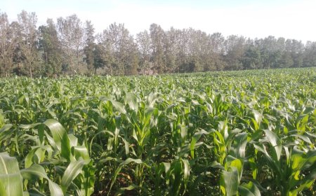 Rwamagana: Umuturage arashinjwa kugurisha ubutaka yarabuhaweho  ingurane na  leta