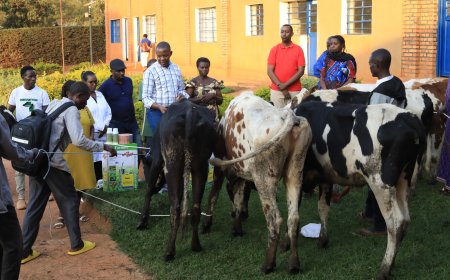 Masaka:Imiryango umunani yahawe inka kugira ngo irusheho kwiteza imbere