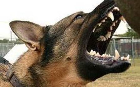 Abarenga 3200 barumwe n’imbwa mu Rwanda