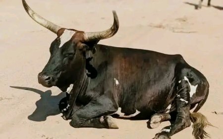 Rumonge: Inka itona, ikiragira ikanicyura ntivugwaho rumwe