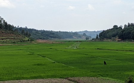 Rusizi: Imvura yangije hegitari zisaga 80 z'umuceri