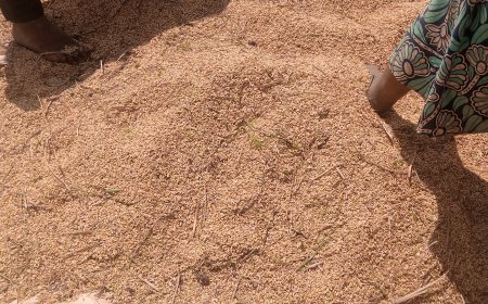 Huye: Abahinzi b’umuceri barinubira ibiciro bike bahabwa ku musaruro bavunikira