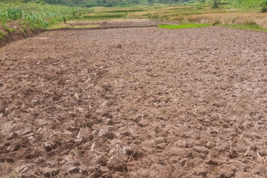 Huye: Nyuma y’igihombo cyo mu 2025, abahinzi bo mu Rwabuye bafashe ingamba nshya za 2026A