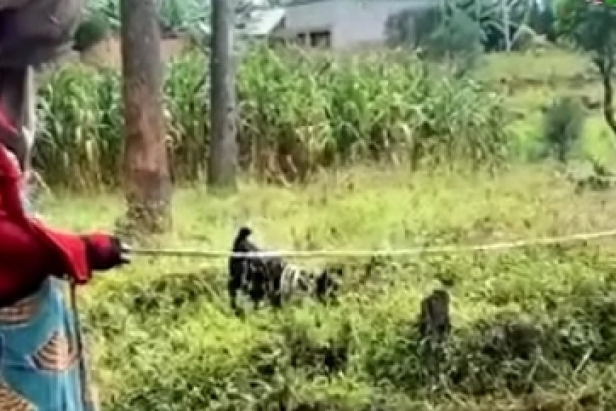 Burera: Bahangayikishijwe n'abajura  biba amatungo ku manywa y'ihangu