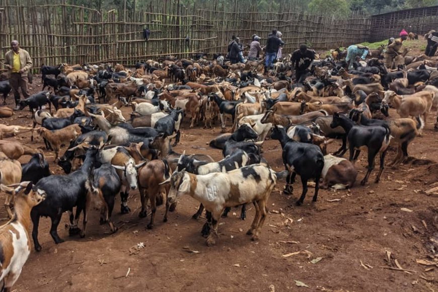 Kayonza: Hagiye gutangizwa ikigo gitunganyirizwamo intanga zo gutera ihene