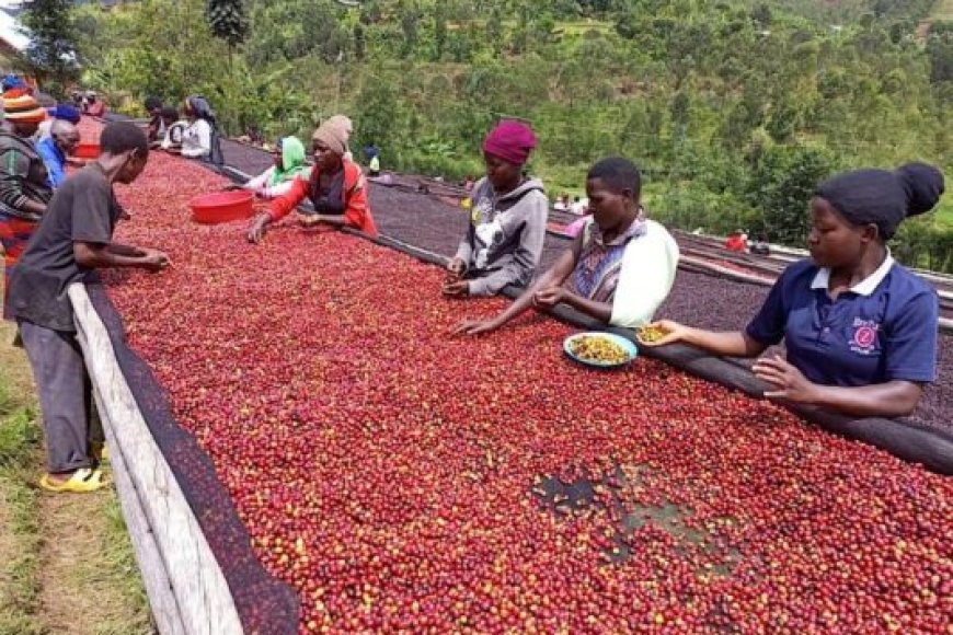 Ikawa y’u Rwanda yinjije arenga miliyari 200 Frw mu 2025