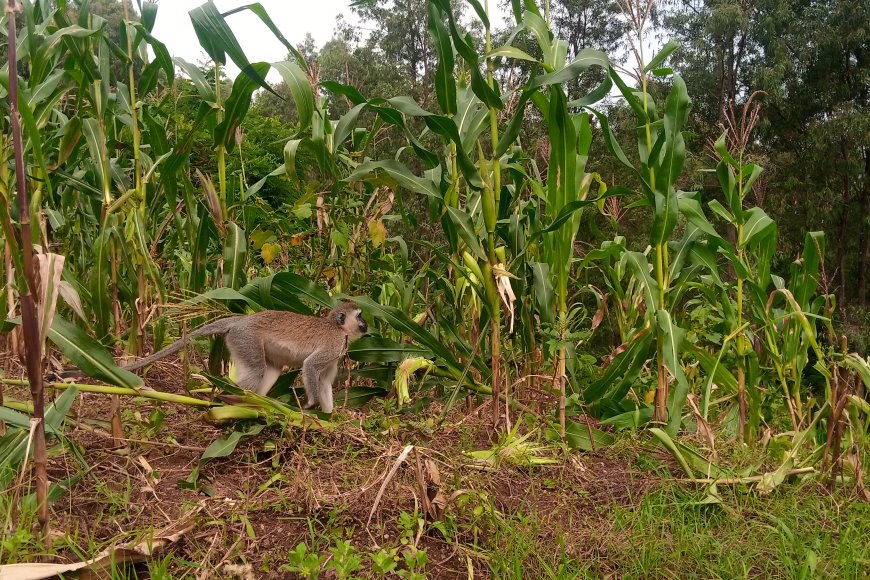 Huye: Inkende zimaze imyaka y'abaturage