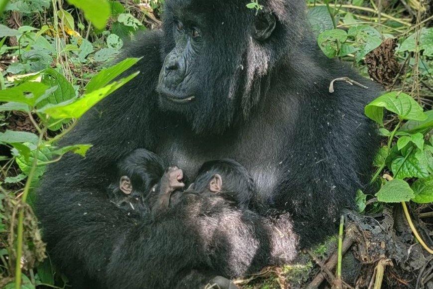 DRC:Ingagi yabyaye impanga