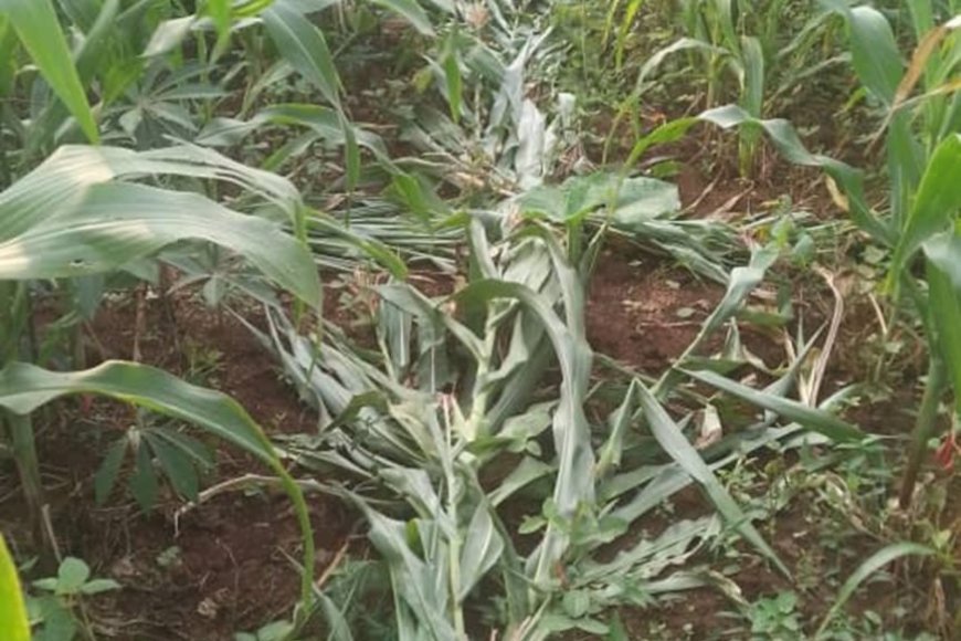 Nyamasheke: Baranduye ibigori bya Mudugudu babikoramo umusaraba