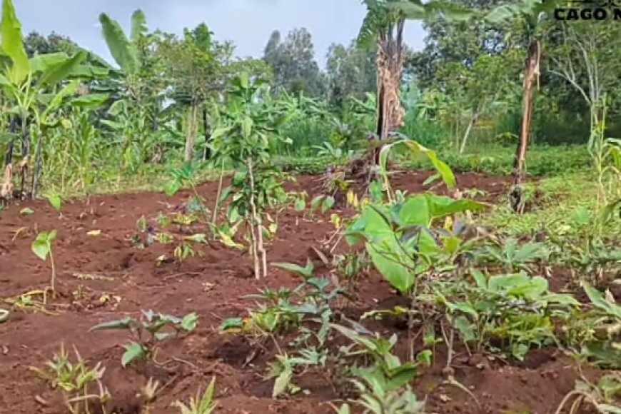 Nyamasheke: Aratabaza nyuma yo guterwa ubwoba akamburwa umurima we