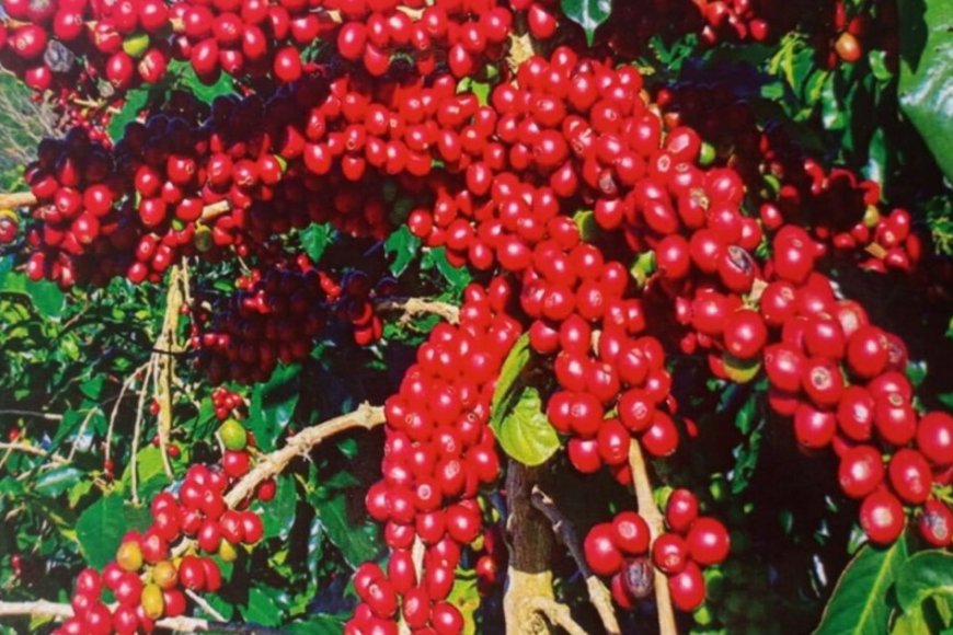 Igiciro cy’ikawa cyageze kuri 750 Frw ku kilo